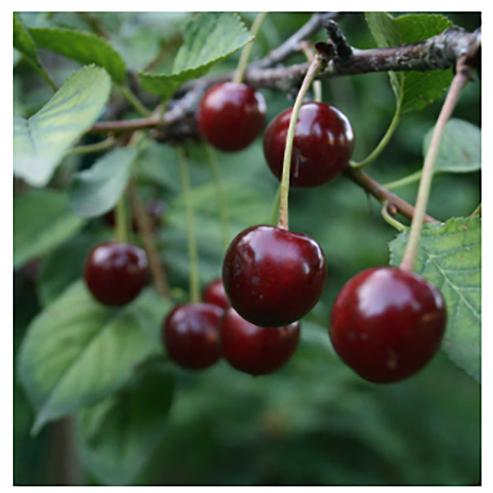 Etter - Kirsch Eau de Vie 375ml