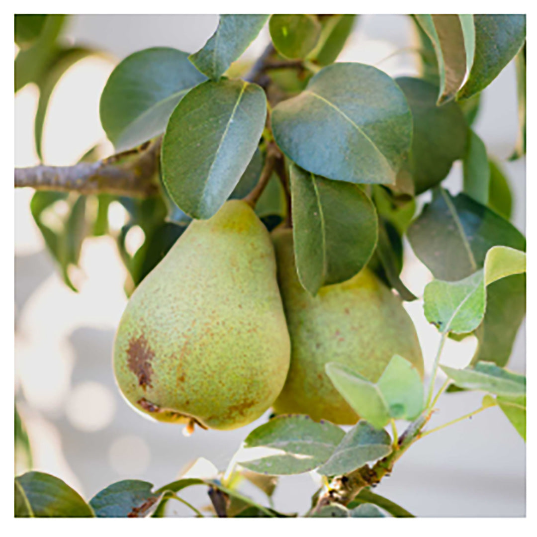 Etter - Pear Williams Eau de Vie 375ml